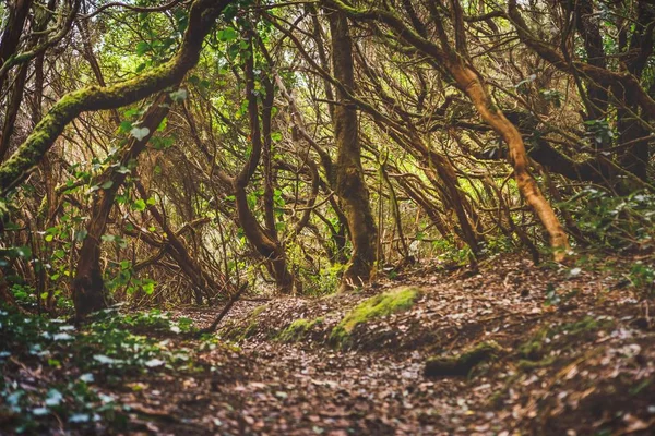 Foresta nel parco rurale di Anaga, Tenerife — Foto Stock