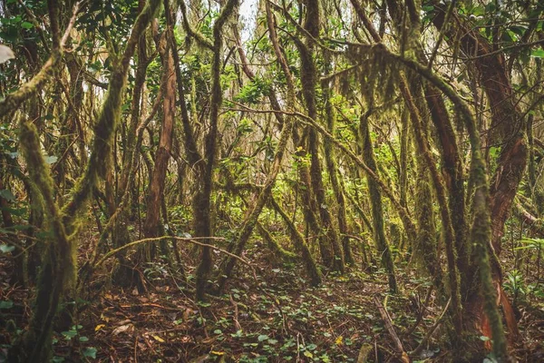 Foresta nel parco rurale di Anaga, Tenerife — Foto Stock