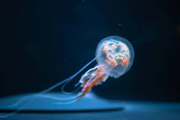 Pelagia noctiluca denizanası suyun altında — Stok fotoğraf