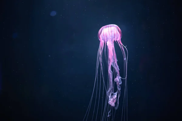 Glowing jellyfish chrysaora pacifica underwater — Stock Photo, Image