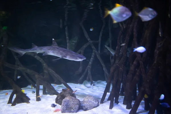 Shark in aquarium — Stock Photo, Image