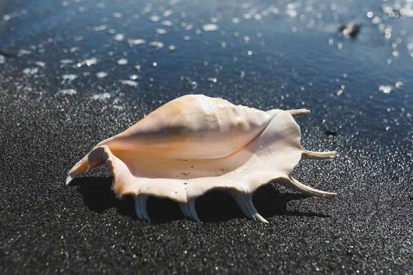 Big seashell spider conch (lambis truncata) on black sand shore — Stock Photo, Image