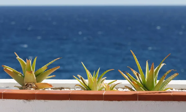 Агави рослина кактуса на балконі, синій морський фон — стокове фото