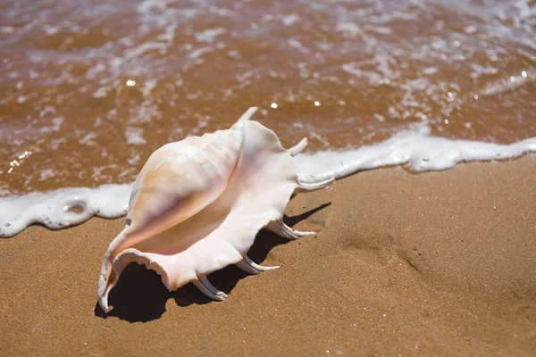 Big seashell spider conch (lambis truncata) on the beach — Stock Photo, Image