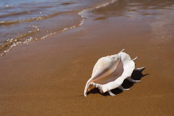 Concha de aranha grande concha (lambis truncata) na praia — Fotografia de Stock