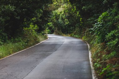 orman yolu Anaga kırsal Park, Tenerife