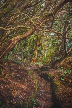 Orman Anaga kırsal Park, Tenerife