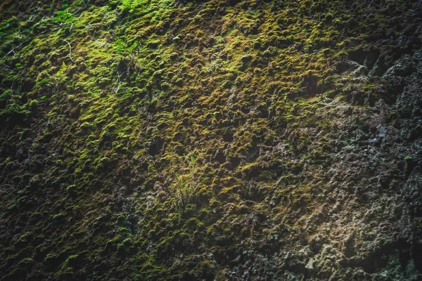 Chão em seção transversal com musgo verde — Fotografia de Stock