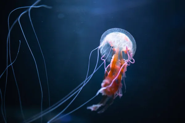 Pelagia noctiluca medusas bajo el agua — Foto de Stock