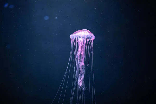 Glowing jellyfish chrysaora pacifica underwater — Stock Photo, Image