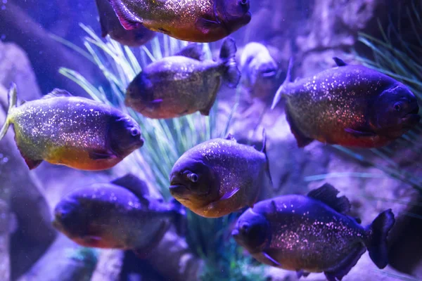 Peixe piranha de barriga vermelha em aquário com iluminação — Fotografia de Stock