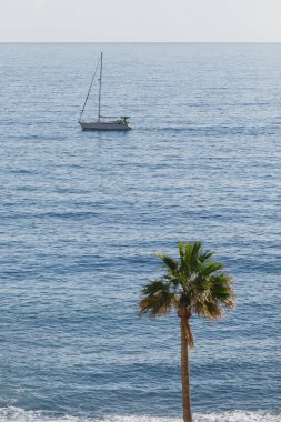 yacht and palm tree, blue sea background