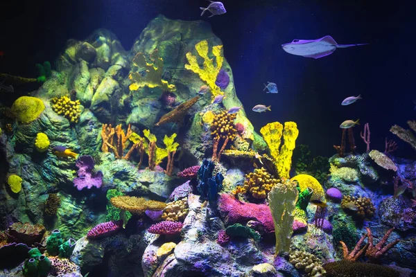 Colorful aquarium background with underwater plants — Stock Photo, Image