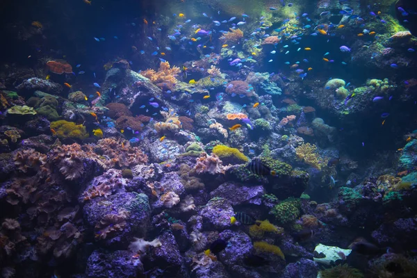 Fondo colorido acuario con plantas submarinas — Foto de Stock