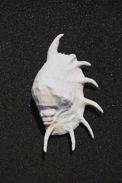 Big seashell spider conch (lambis truncata) on black sand coast — Stock Photo, Image