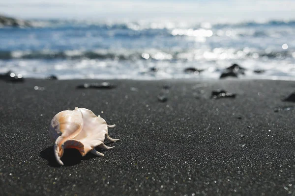 Big seashell spider conch (lambis truncata) on black sand shore — Stock Photo, Image