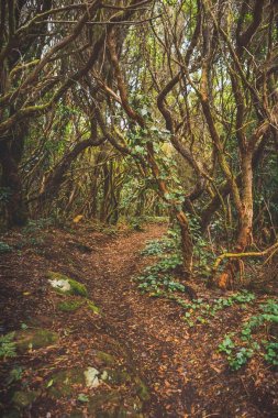 Orman Anaga kırsal Park, Tenerife