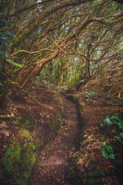 Orman Anaga kırsal Park, Tenerife