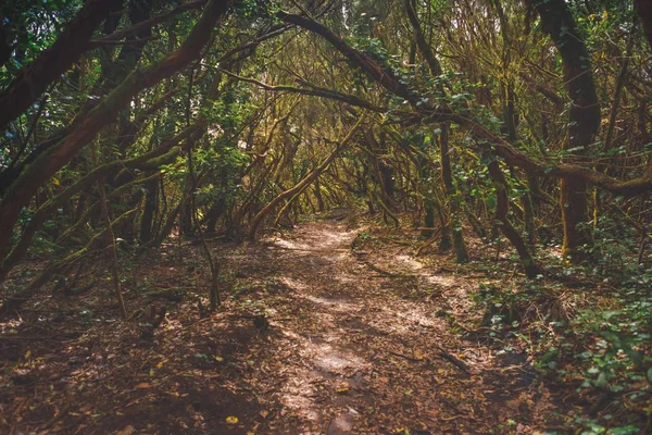Las w Anaga park wiejski, Teneryfa — Zdjęcie stockowe