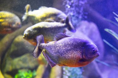 kırmızı karınlı piranha balığı akvaryum aydınlatma ile