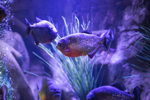 Red-bellied piranha ryb w akwarium z oświetleniem — Zdjęcie stockowe