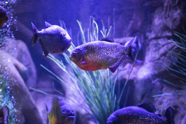 Poisson piranha à ventre rouge dans l'aquarium avec éclairage — Photo