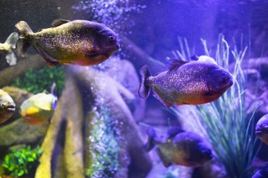 kırmızı karınlı piranha balığı akvaryum aydınlatma ile
