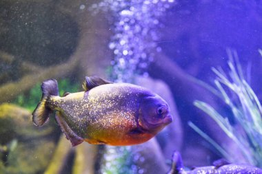 kırmızı karınlı piranha balığı akvaryum aydınlatma ile