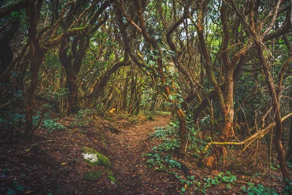 Foresta nel parco rurale di Anaga, Tenerife — Foto Stock