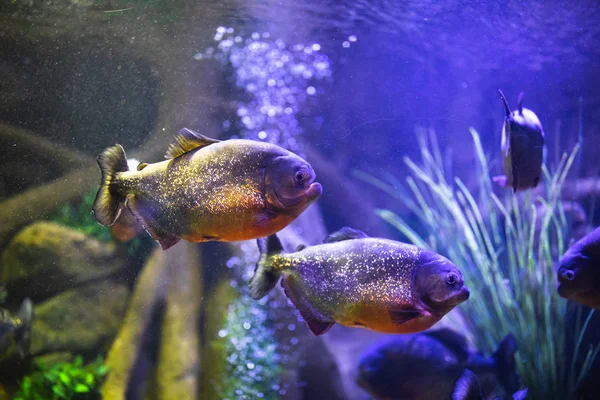 Pez piraña de vientre rojo en acuario con iluminación — Foto de Stock