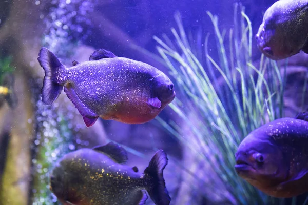 Poisson piranha à ventre rouge dans l'aquarium avec éclairage — Photo