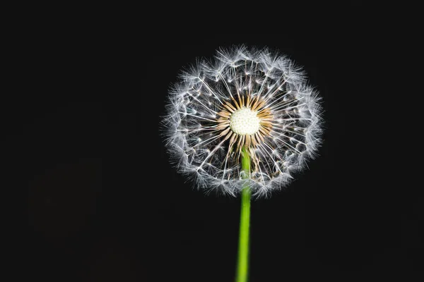 Maskros blomma makro tvärsnitt, svart bakgrund — Stockfoto