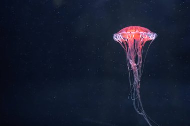 Suyun altında parlayan denizanası chrysaora pacifica
