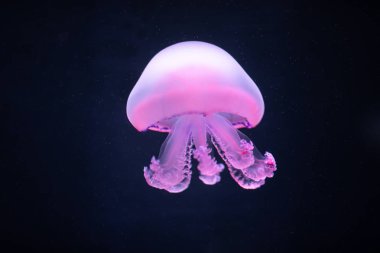 mor denizanası rhizostoma pulmo sualtı