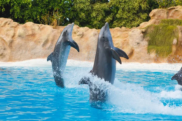 Due delfini in esecuzione al parco degli animali Foto Stock