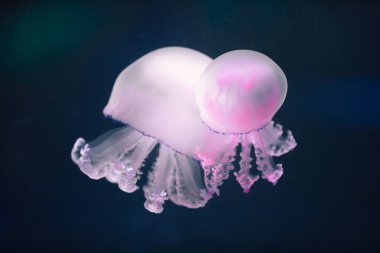 iki mor denizanası rhizostoma pulmo sualtı