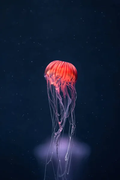 Zářící medúzy chrysaora pacifica pod vodou — Stock fotografie
