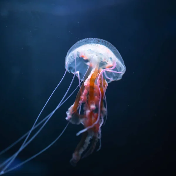 Pelagia noctiluca medusas bajo el agua, vista de cerca —  Fotos de Stock