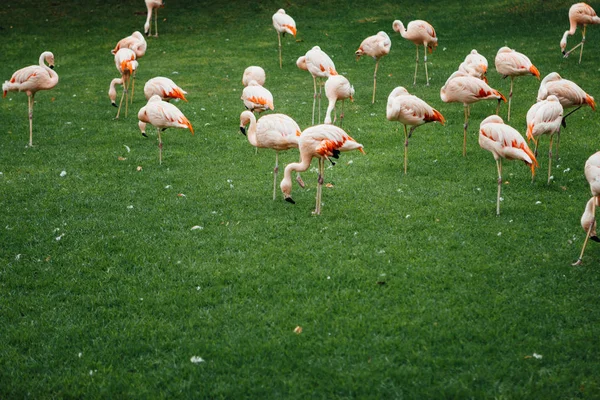 Flamingos grupo no fundo grama verde — Fotografia de Stock