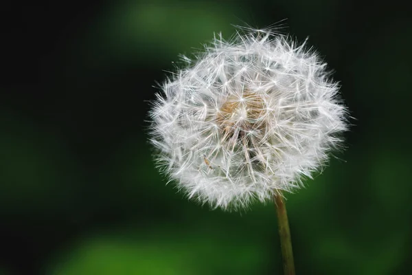 Maskros blomma makro, grön bakgrund — Stockfoto