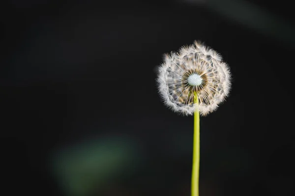 Dandelion flor macro seção transversal, fundo escuro — Fotografia de Stock