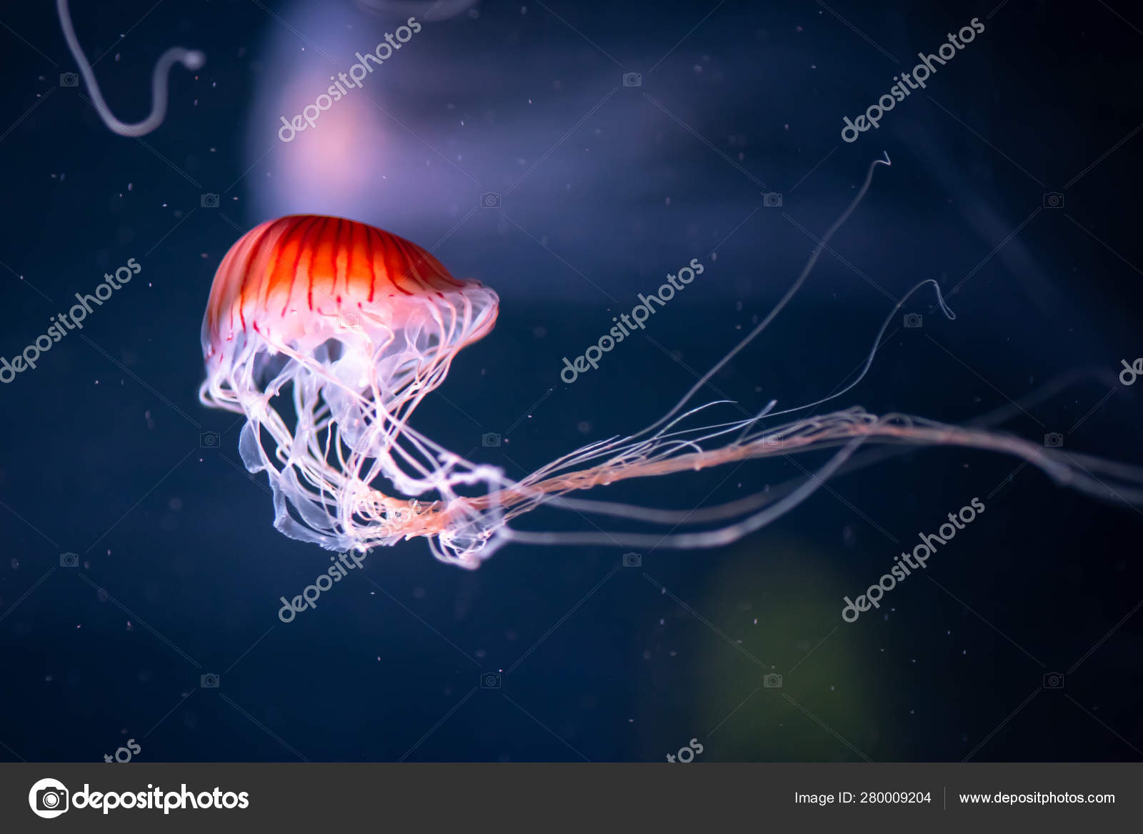 Meduse Images Libres De Droit Photos De Meduse Depositphotos Meduse Images Libres De Droit Photos De Meduse Depositphotos