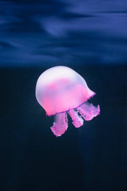 mor denizanası rhizostoma pulmo sualtı