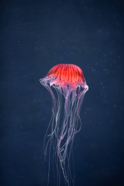 Suyun altında parlayan denizanası chrysaora pacifica