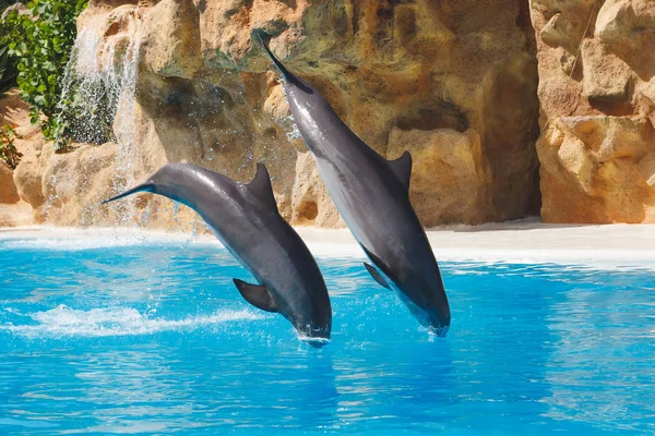 Dos delfines saltarines en agua azul — Foto de Stock