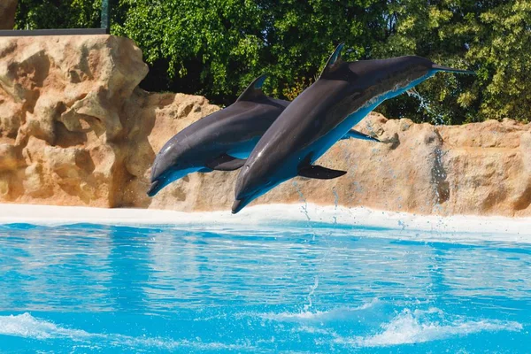 Due delfini che saltano in acqua blu — Foto Stock