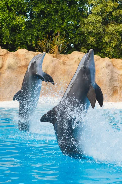 Два танцюючих дельфіни в блакитній воді — стокове фото