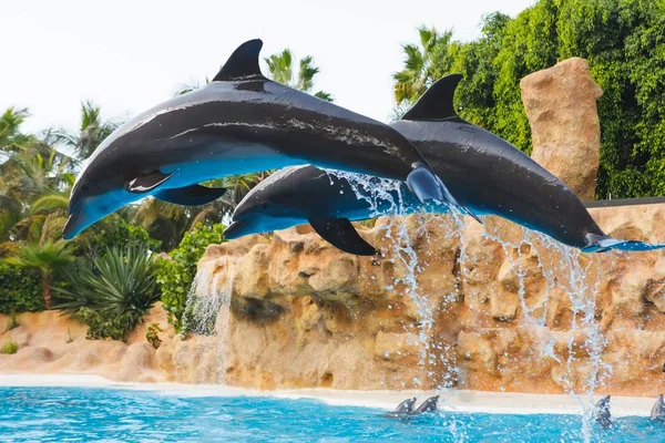 Dos delfines saltarines en agua azul — Foto de Stock