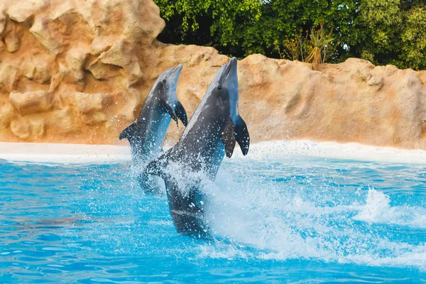 Dos delfines bailarines en agua azul — Foto de Stock