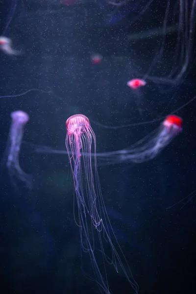 Glowing jellyfish chrysaora pacifica underwater — Stock Photo, Image